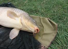 pescuit - 5595553015963532608482029530278n.jpg